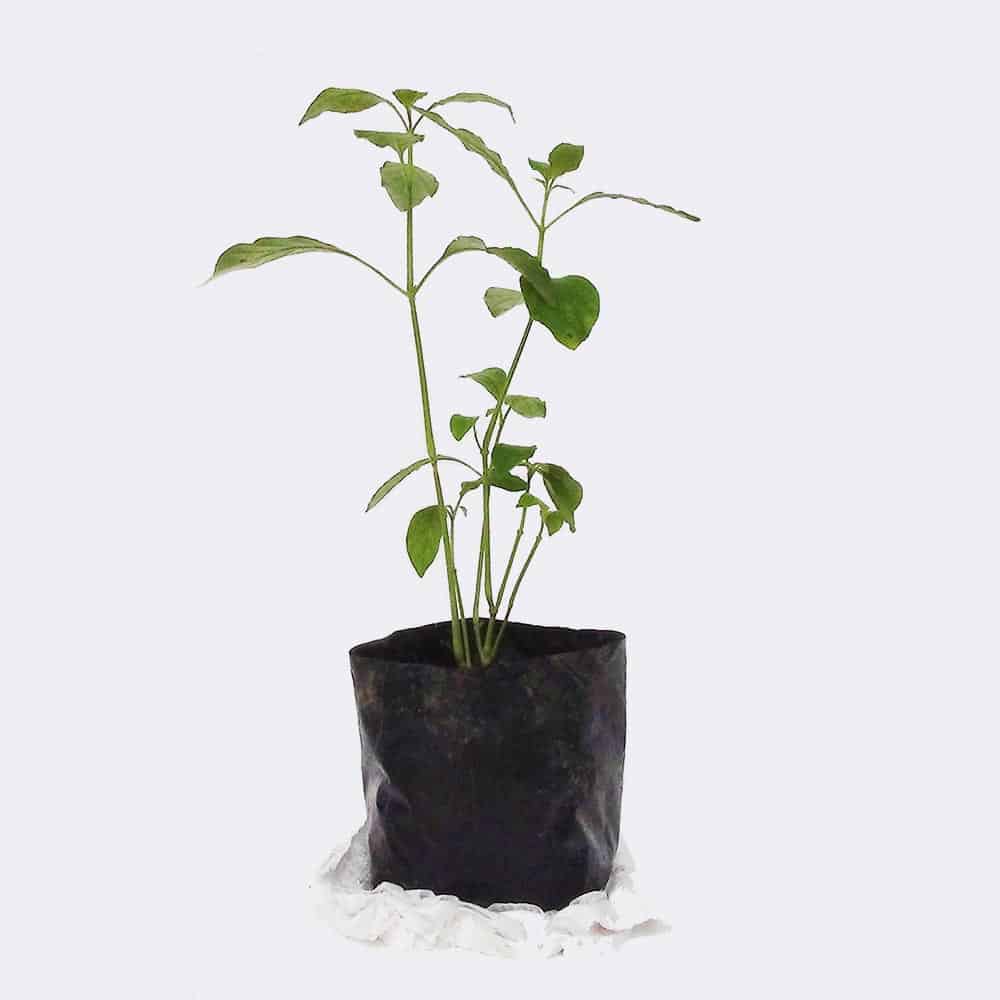 Cleistocactus
