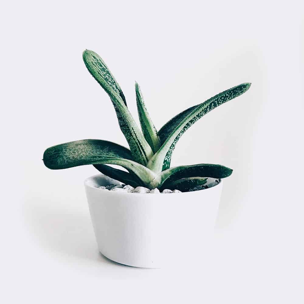 Old Lady Cactus